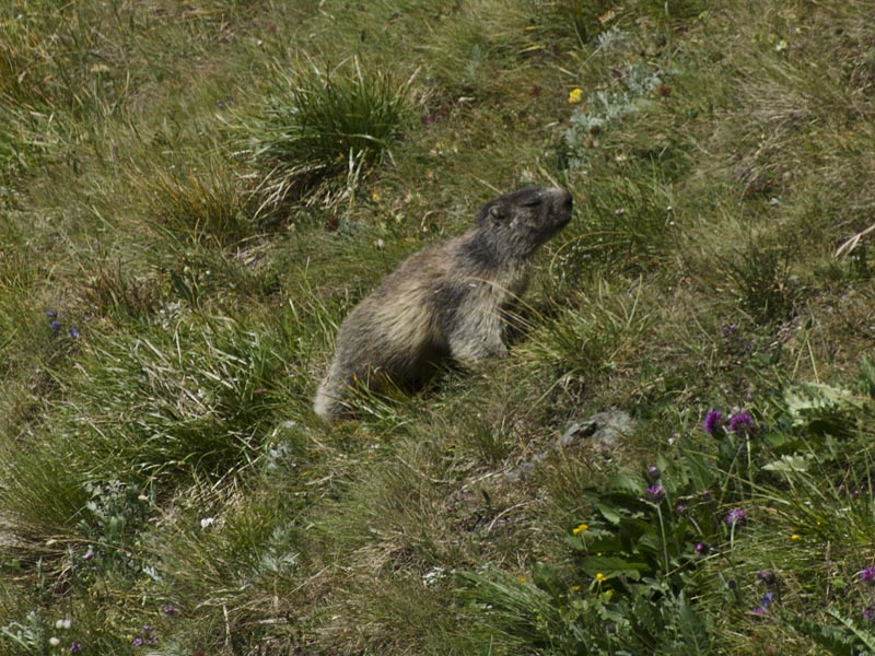 Marmota marmota