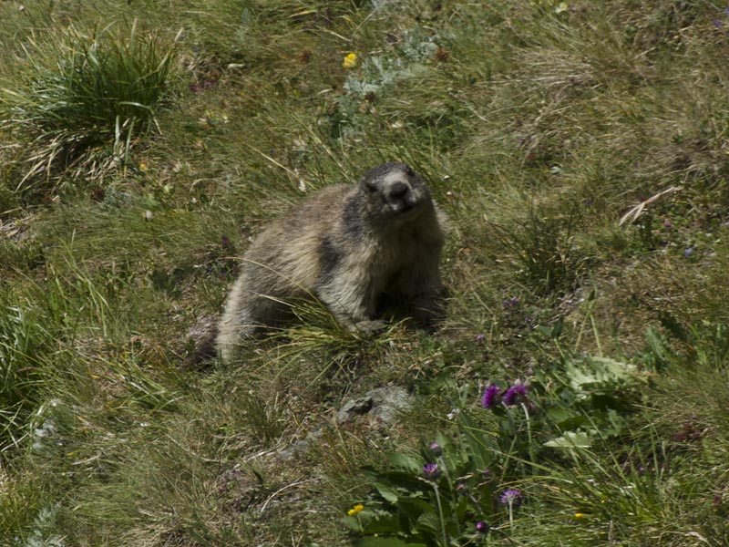 Marmota marmota