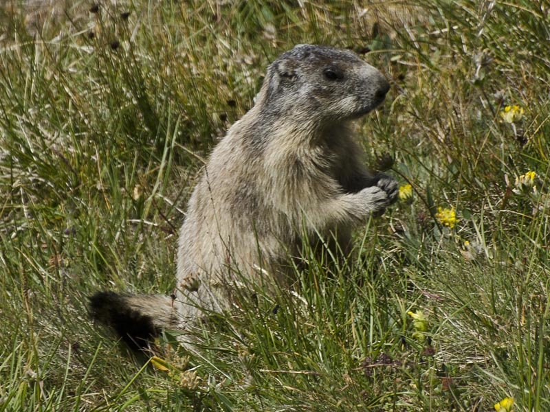 Marmota marmota