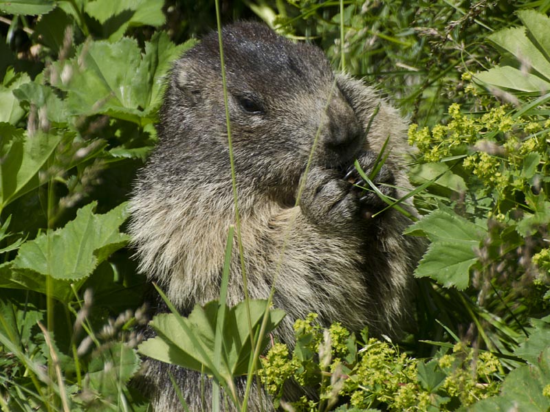 Marmota marmota