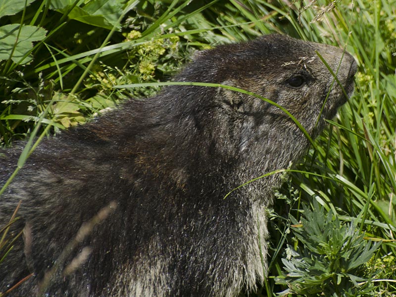 Marmota marmota