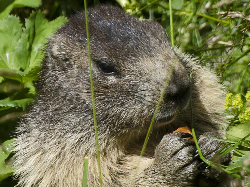 Marmota marmota