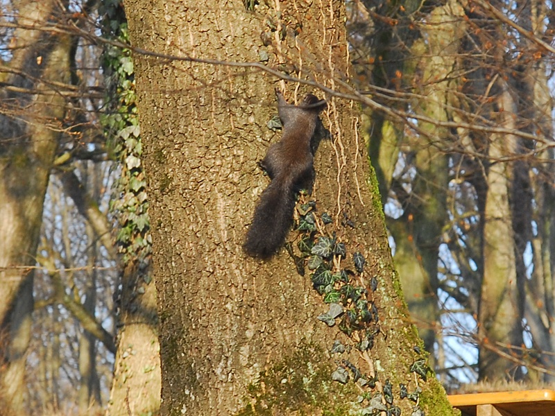 Sciurus vulgaris