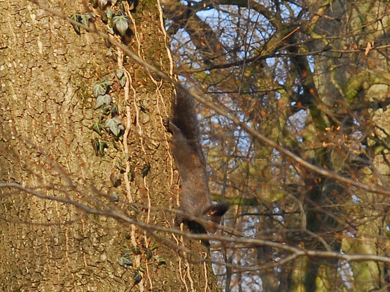 Sciurus vulgaris