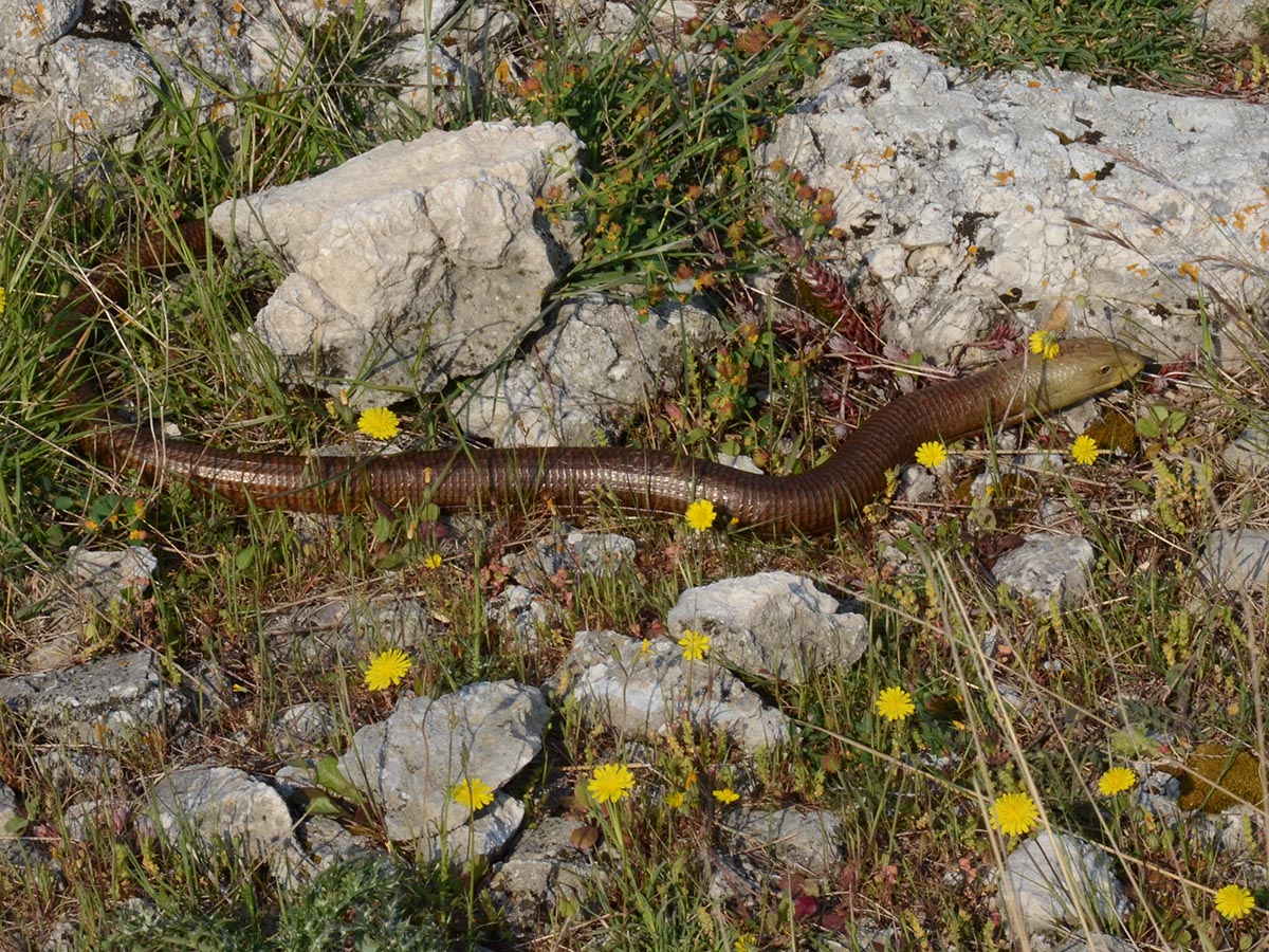 Pseudopus apodus