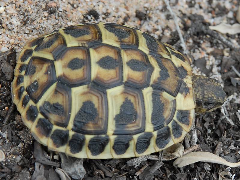 Testudo hermanni