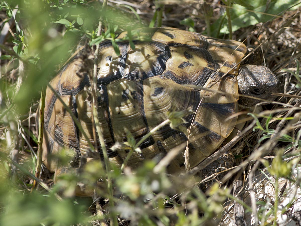 Testudo hermanni