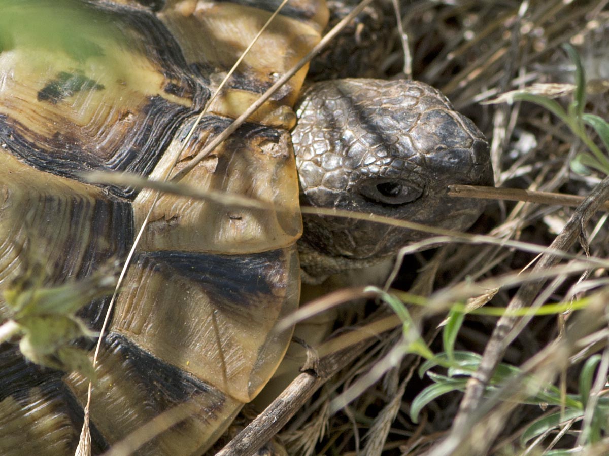 Testudo hermanni