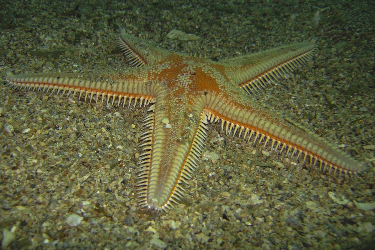 Astropecten aranciacus