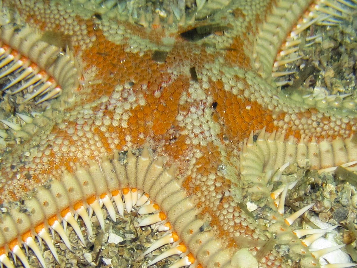 Astropecten aranciacus