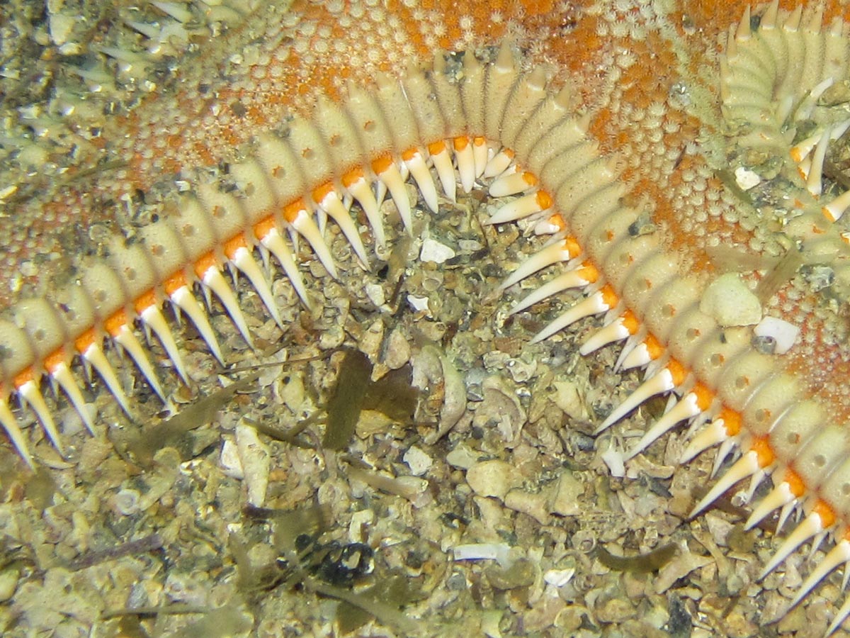 Astropecten aranciacus