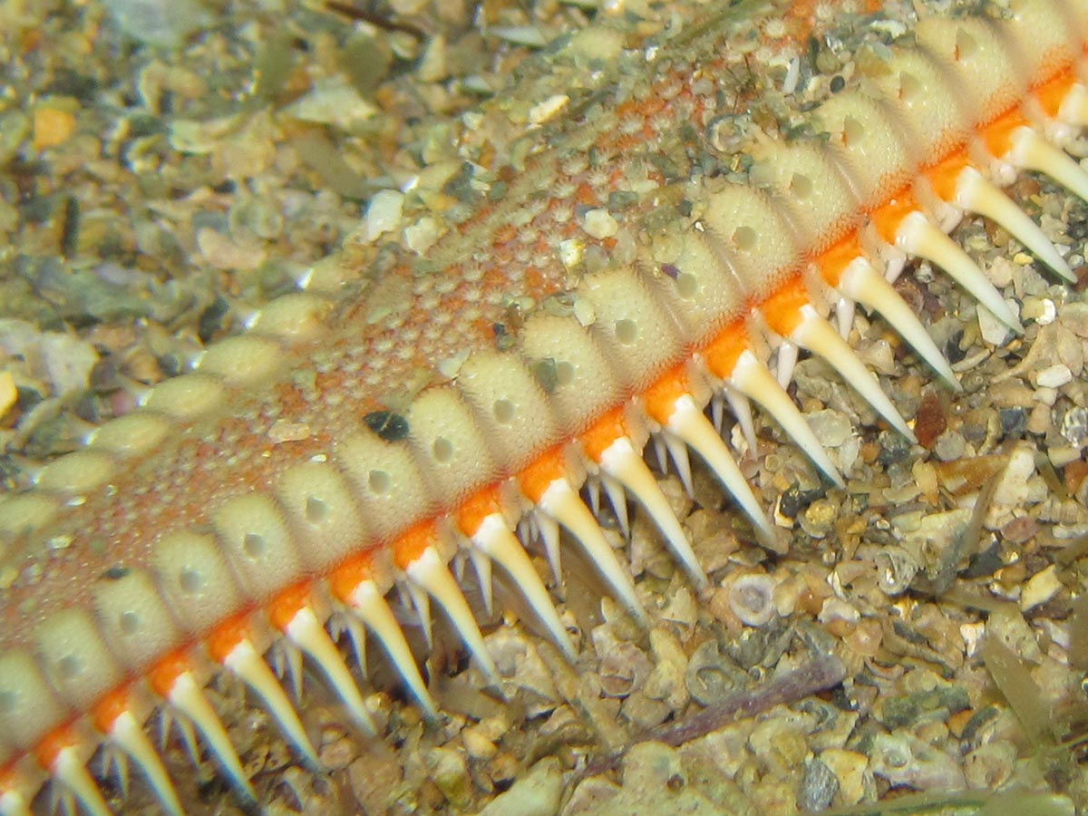 Astropecten aranciacus