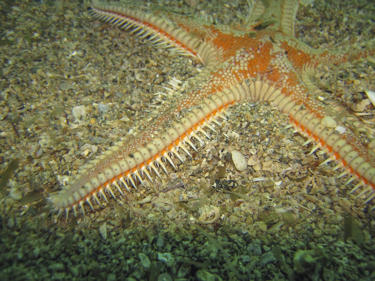 Astropecten aranciacus