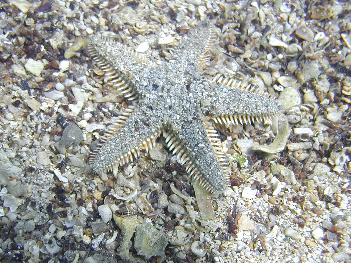 Astropecten platyacanthus