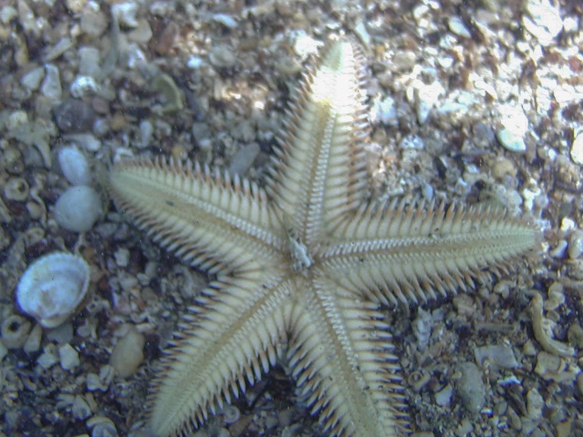 Astropecten platyacanthus