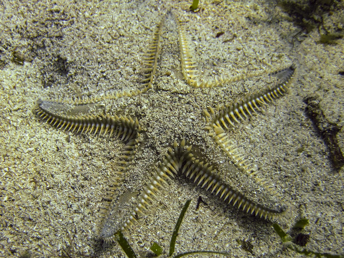 Astropecten platyacanthus