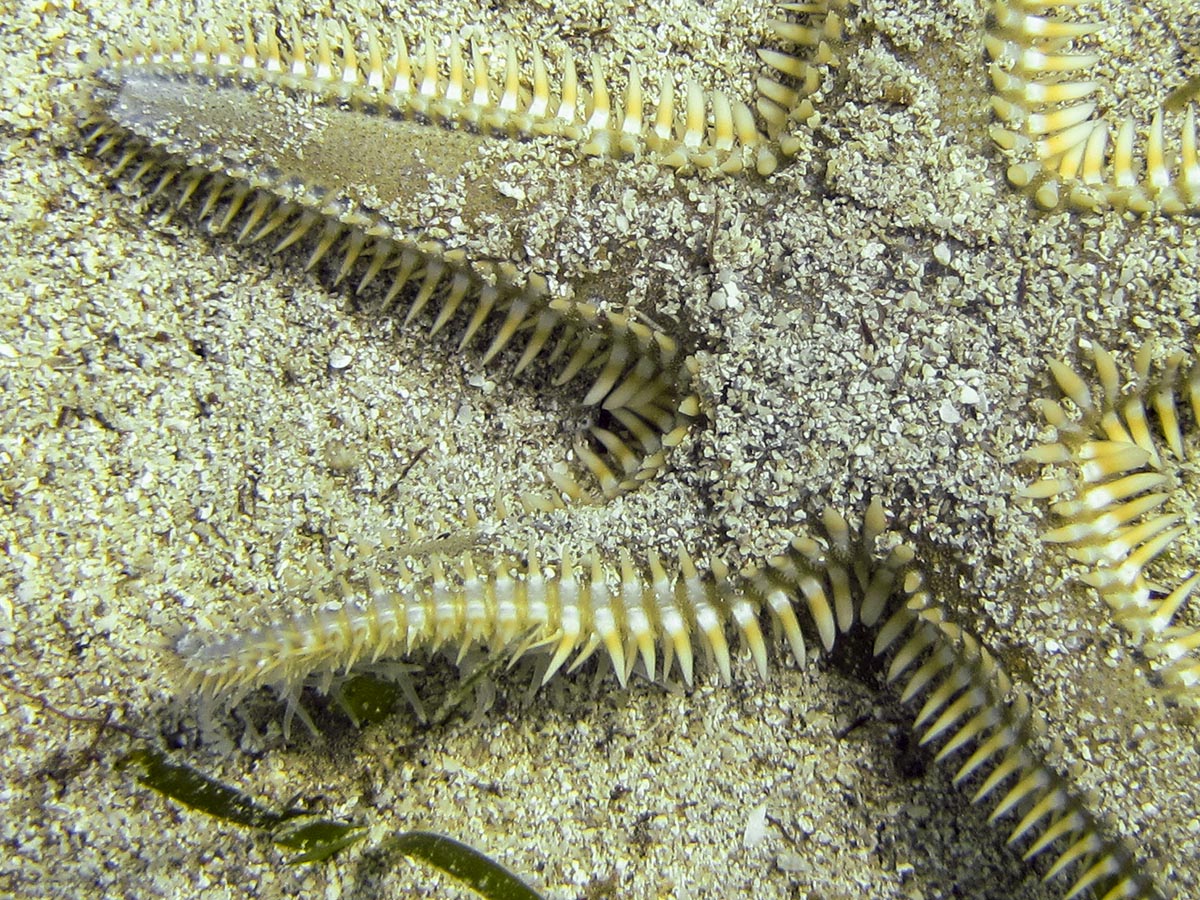 Astropecten platyacanthus