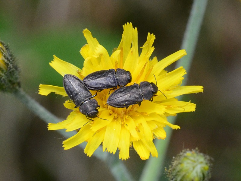 Anthaxia godeti