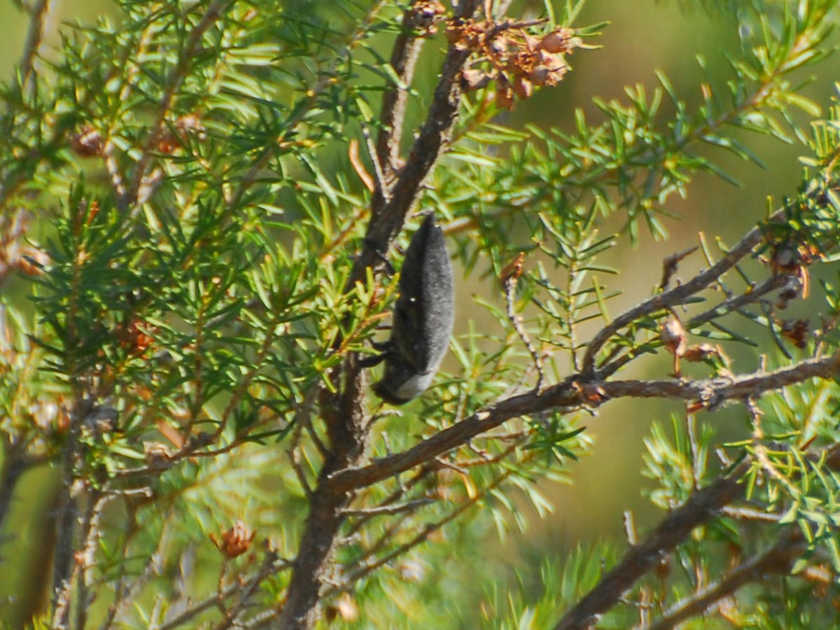 Buprestis dalmatina