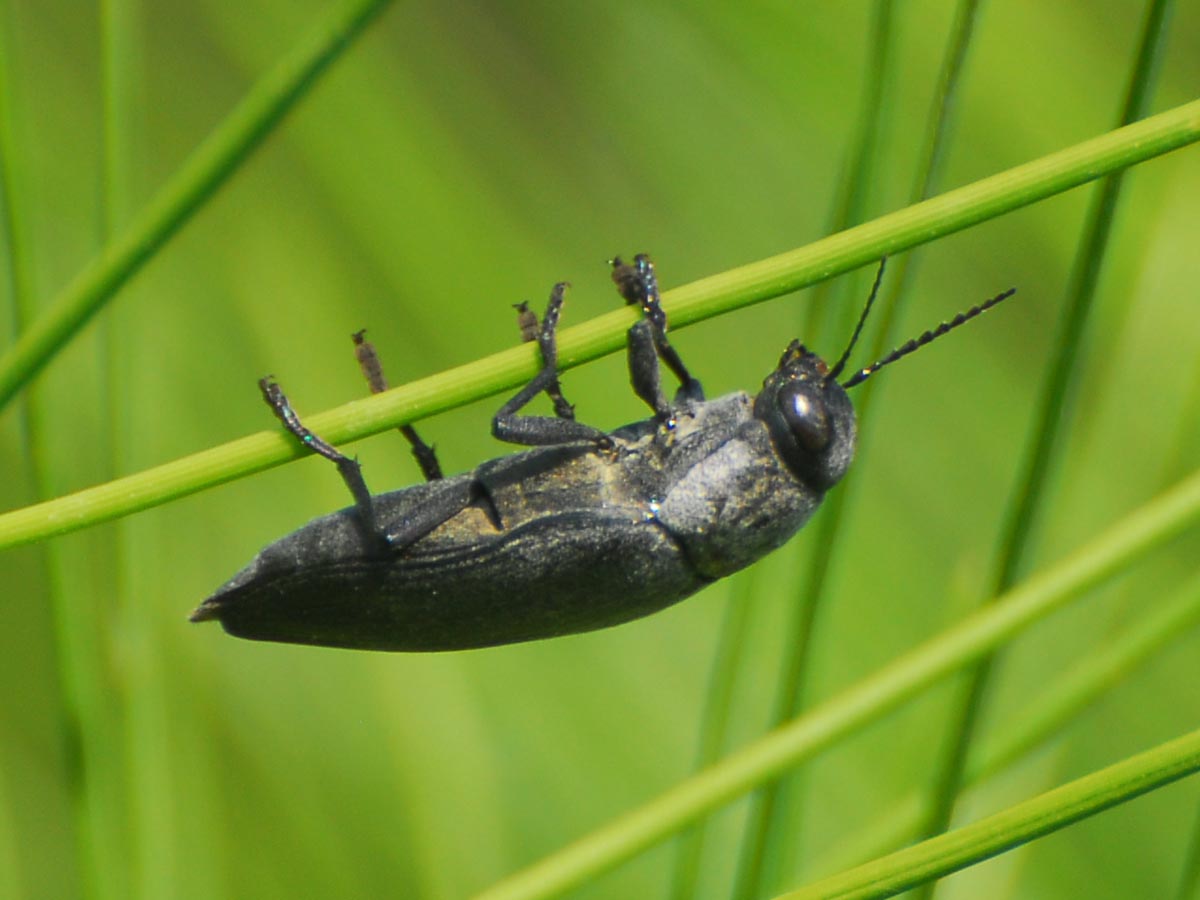 Buprestis dalmatina