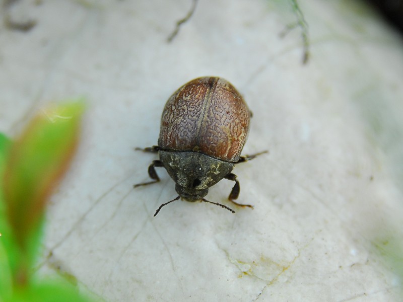 Byrrhus scabripennis