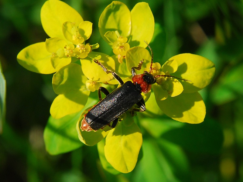 Cantharis fusca