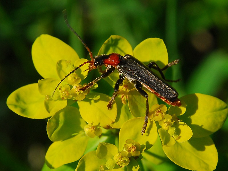 Cantharis fusca