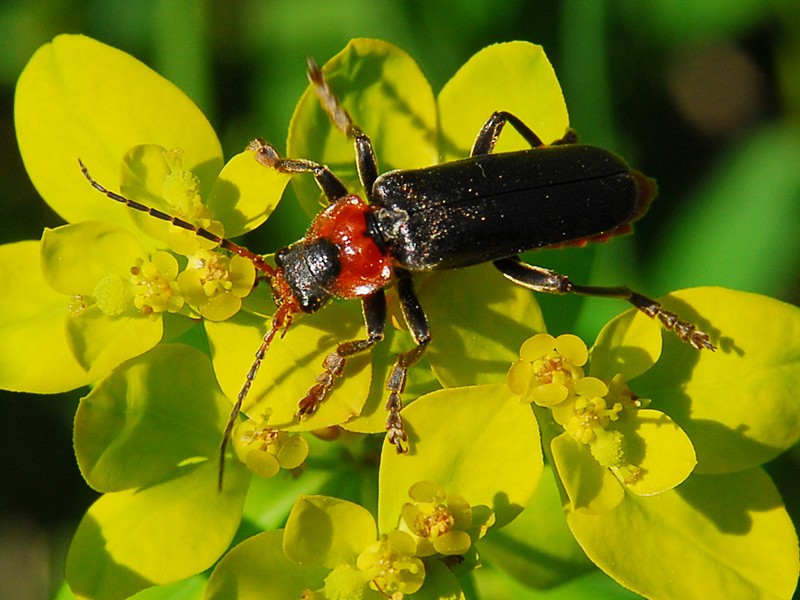 Cantharis fusca