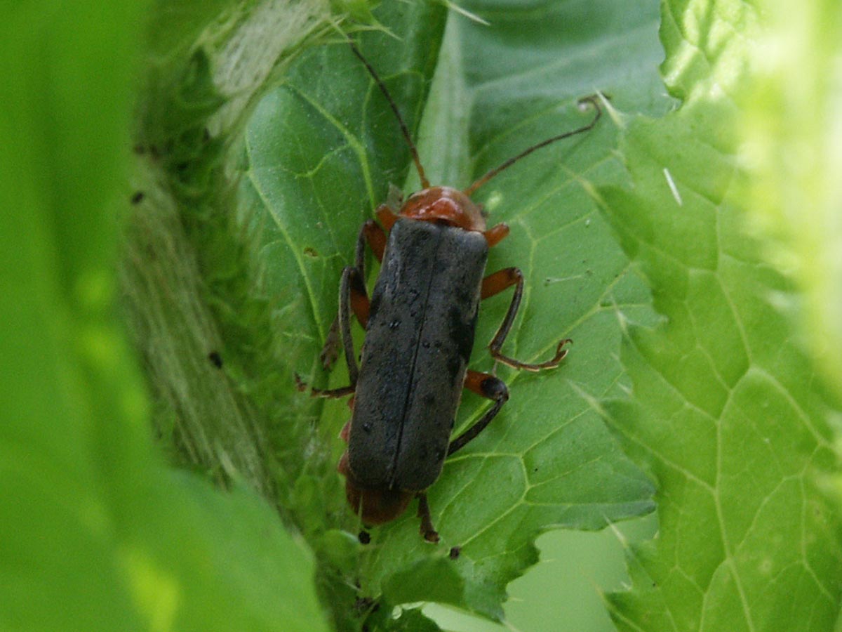 Cantharis livida