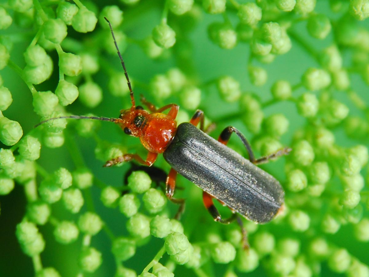 Cantharis livida