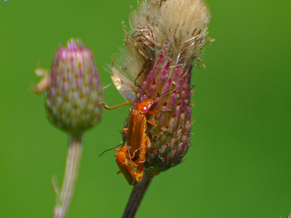 Rhagonycha fulva, Paarung