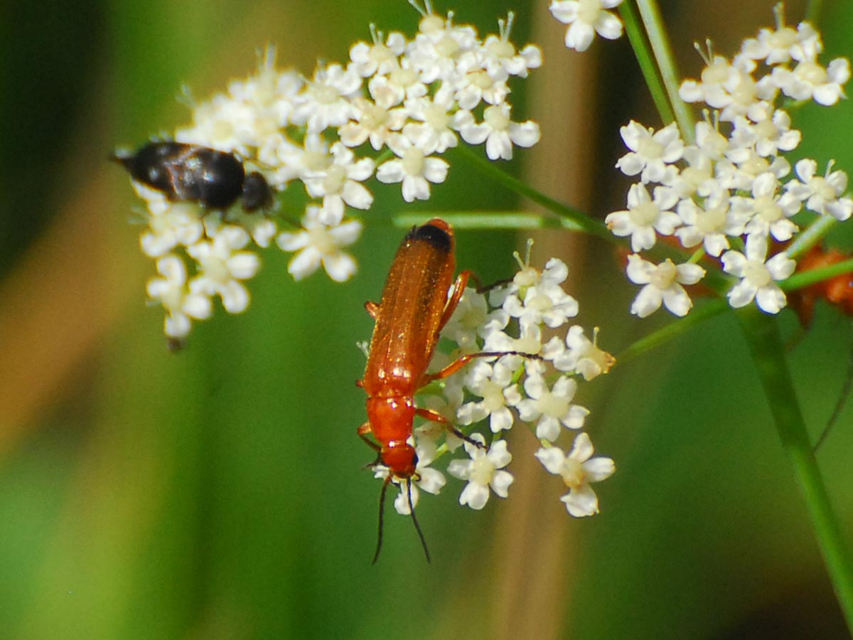 Rhagonycha fulva