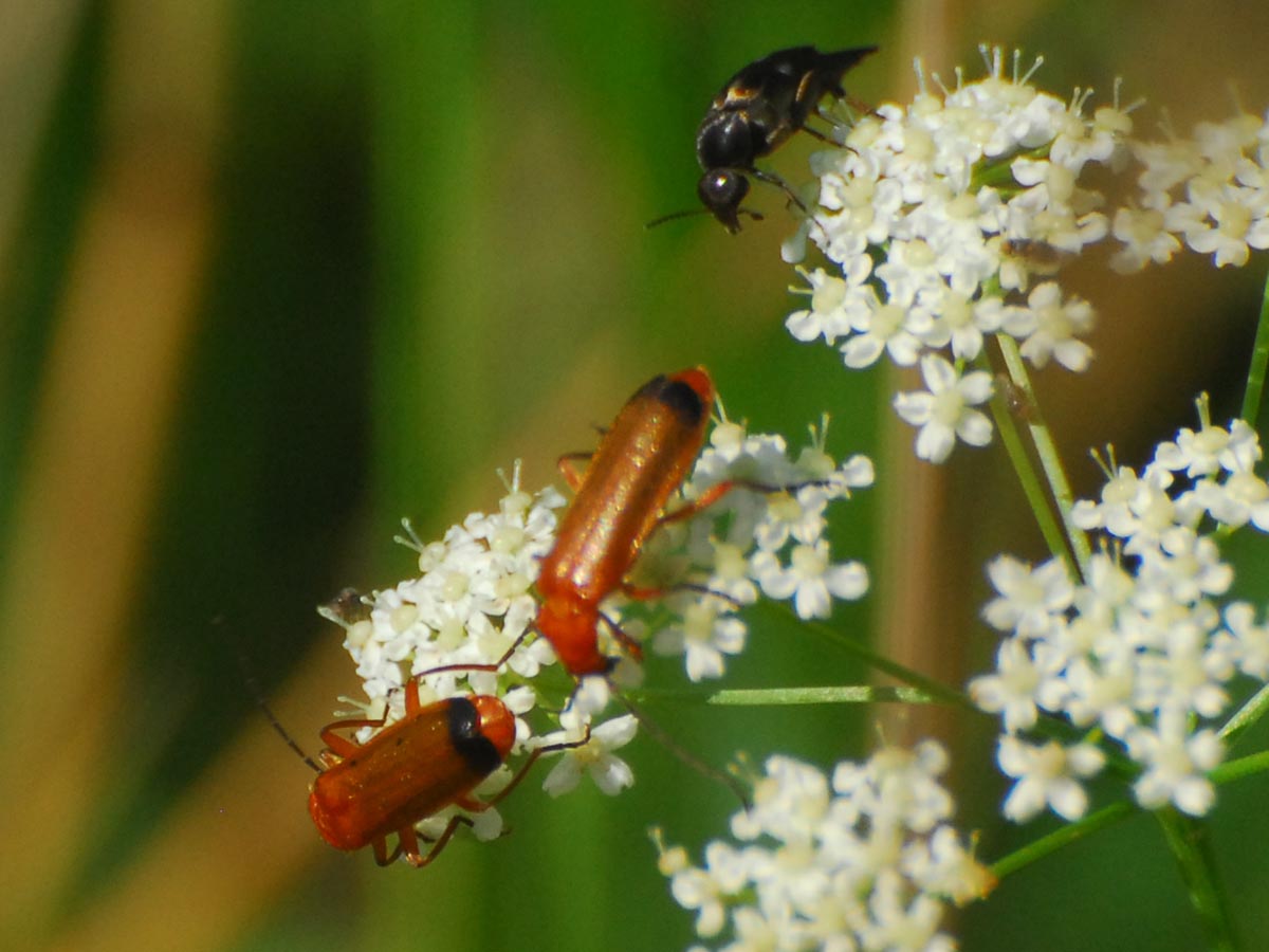 Rhagonycha fulva