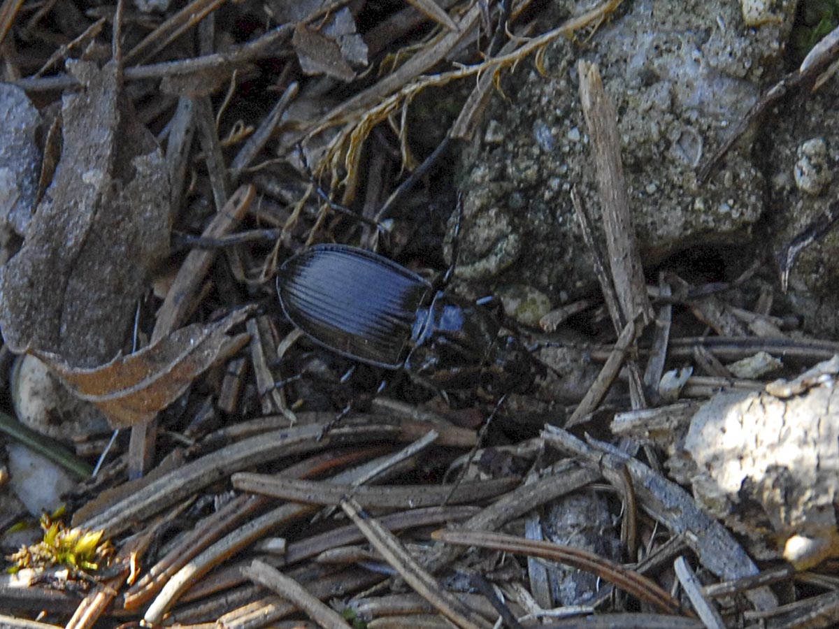 Abax parallelepipedus