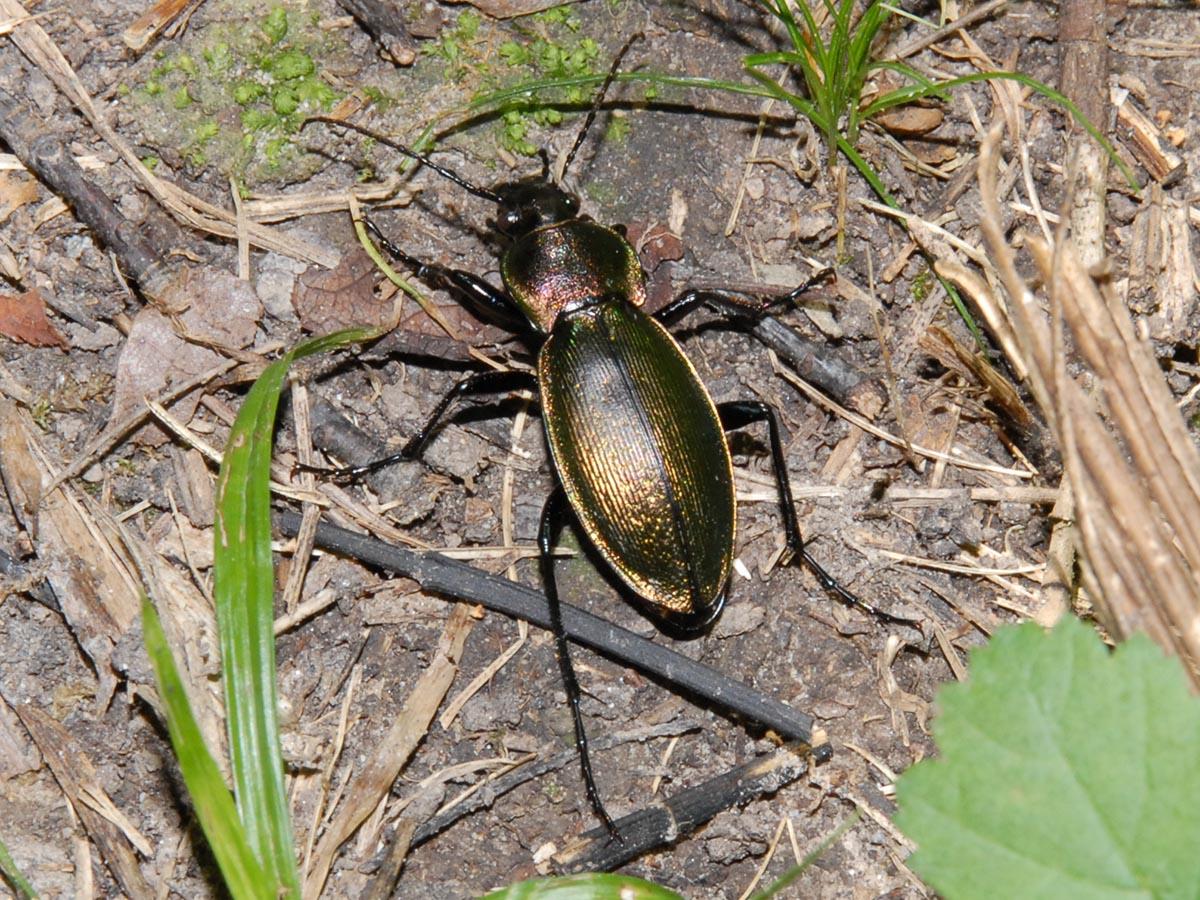 Carabus sylvestris