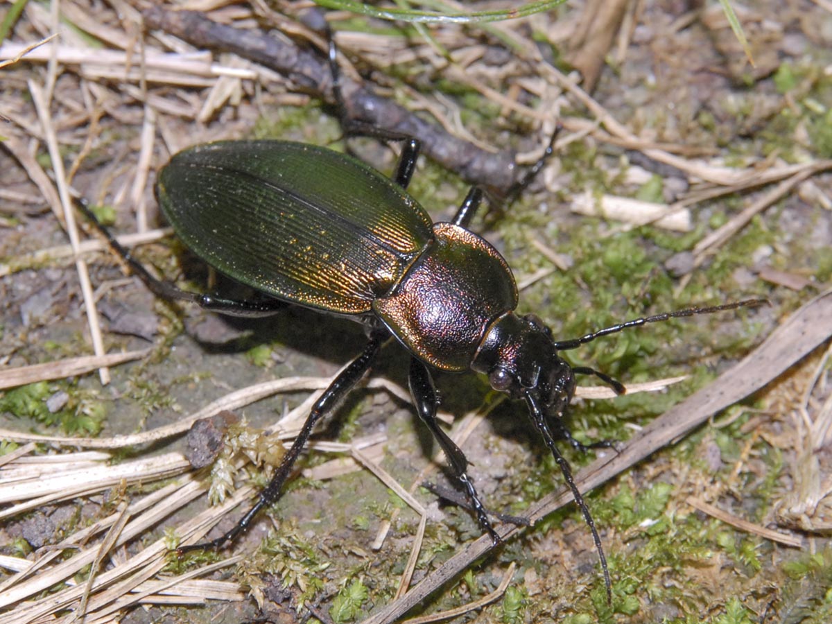 Carabus sylvestris