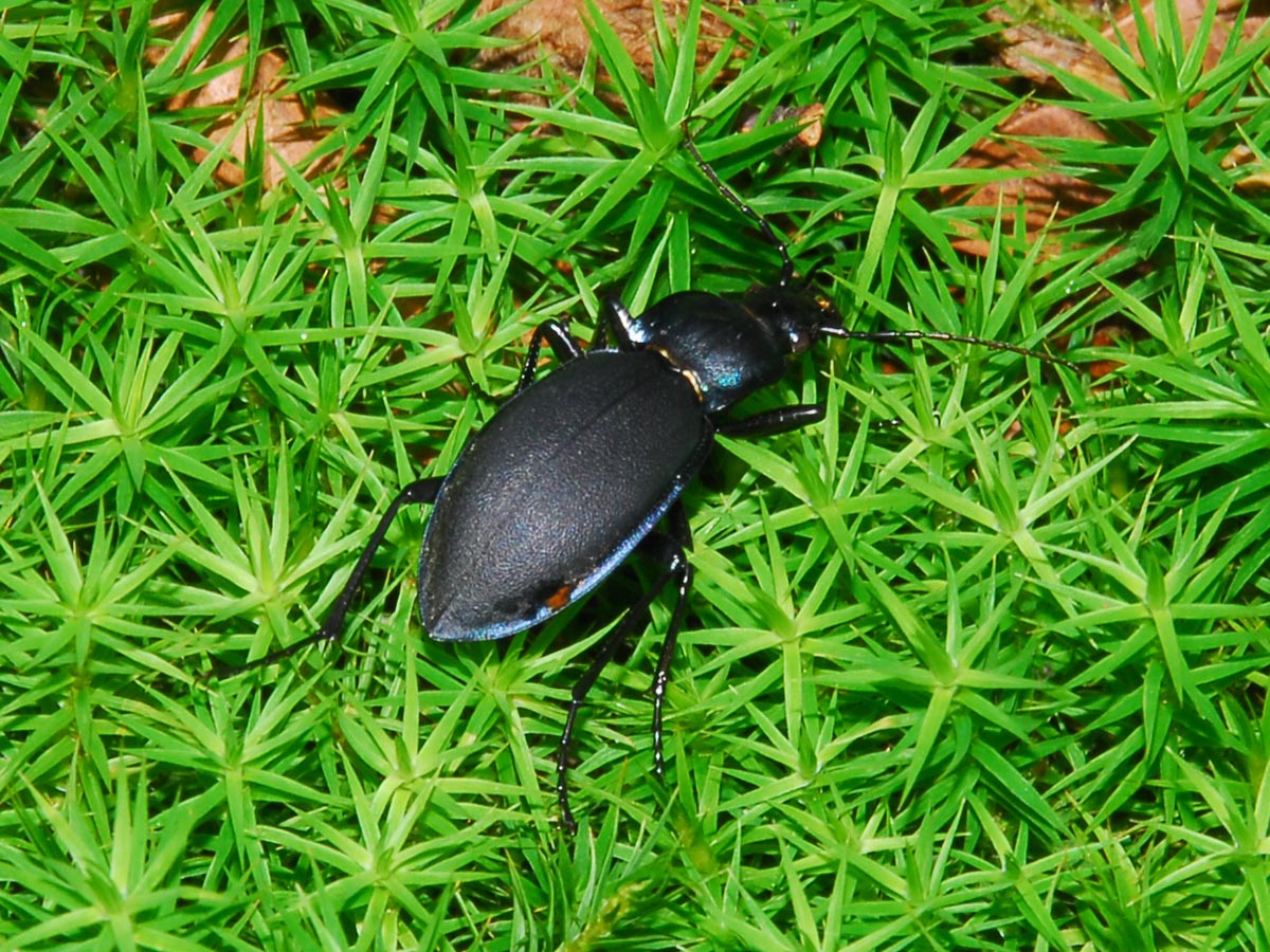 Carabus violaceus