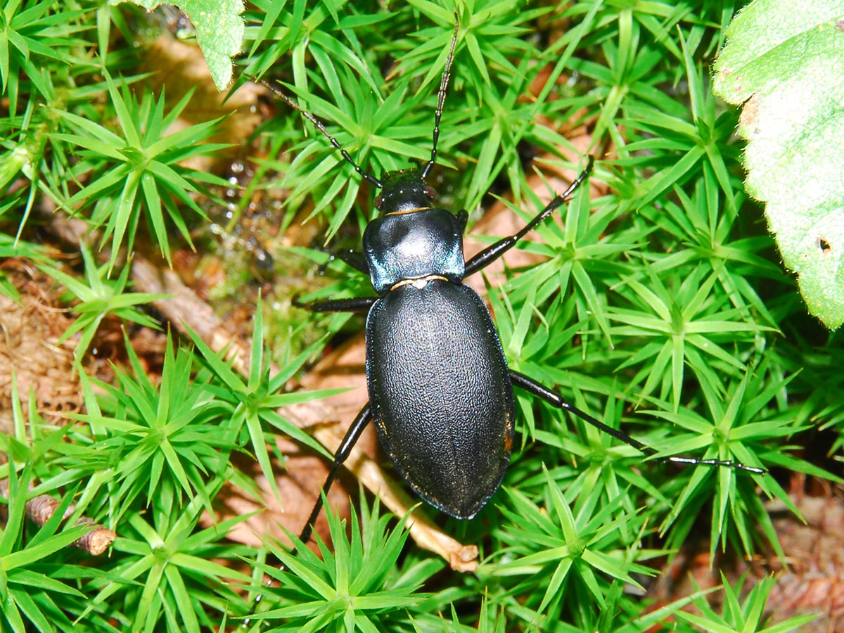 Carabus violaceus