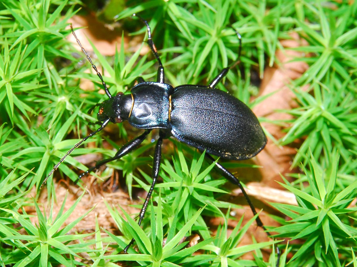 Carabus violaceus