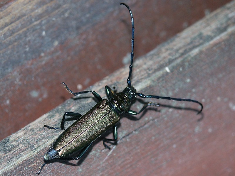 Aromia moschata