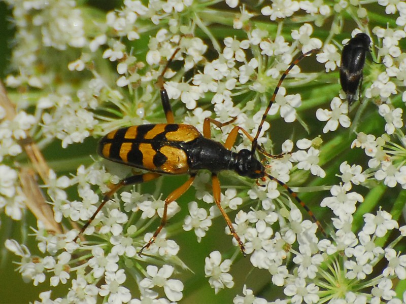 Leptura