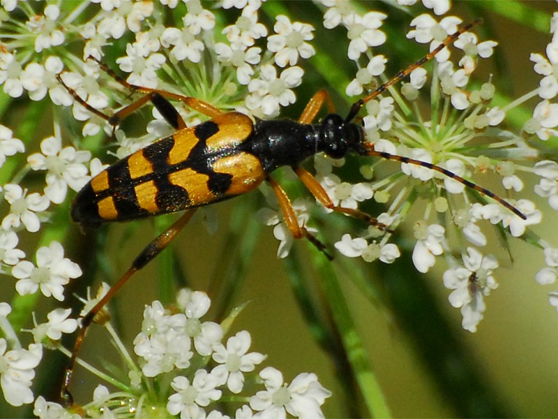 Leptura