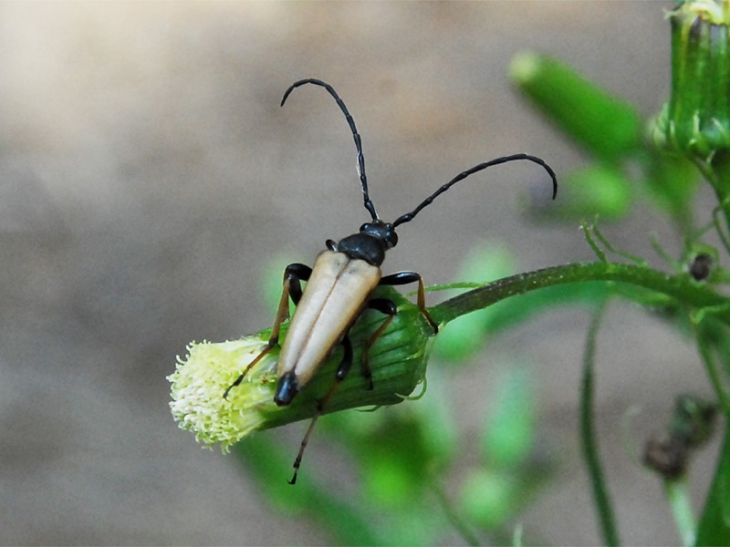 Leptura