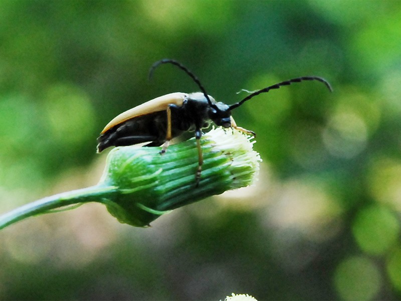 Leptura