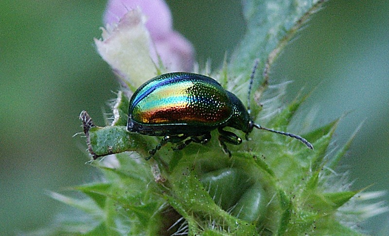 Dlochrysa