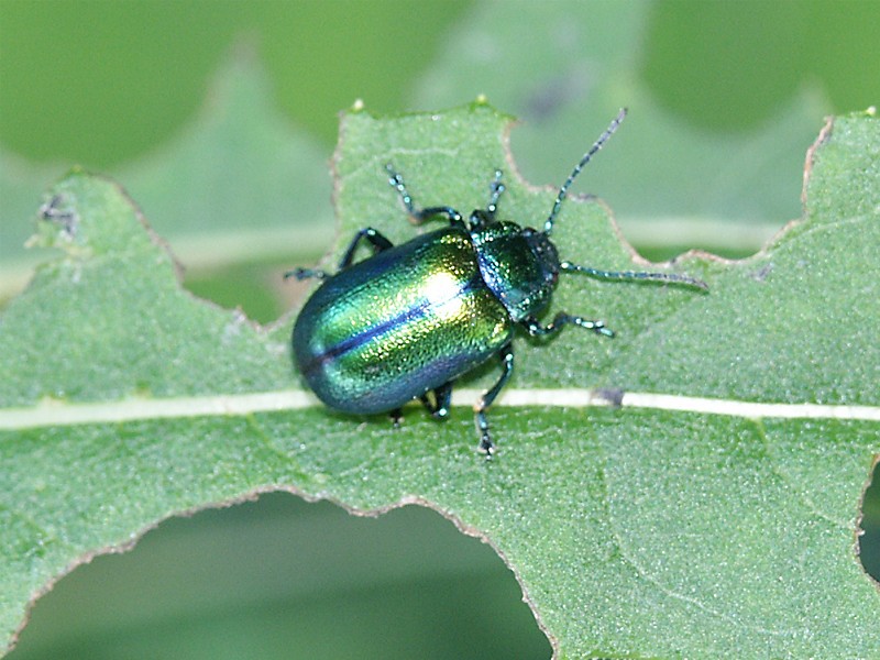 Dlochrysa