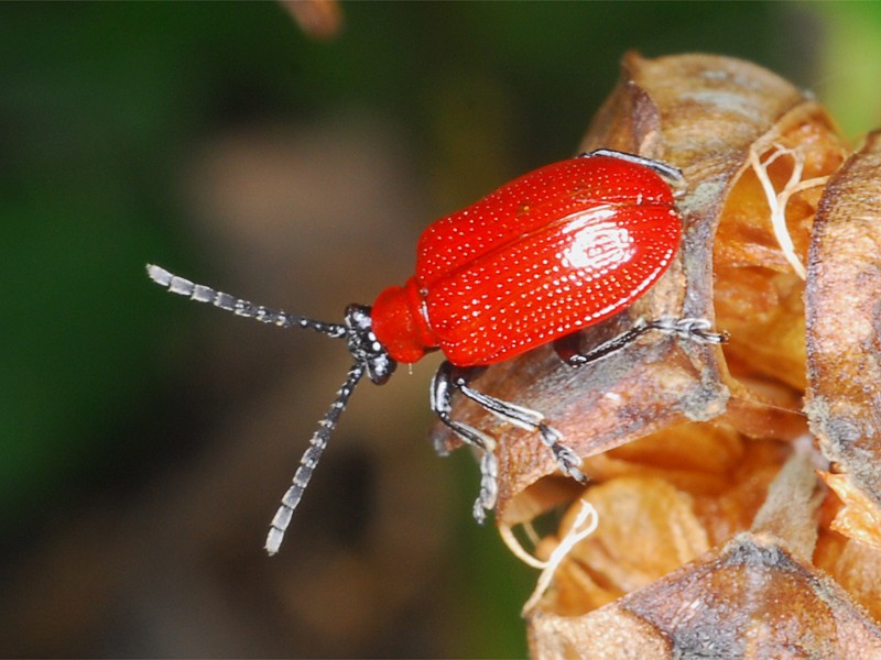 Lilioceris