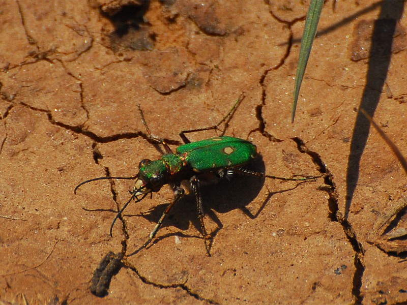 Cicindela campestris