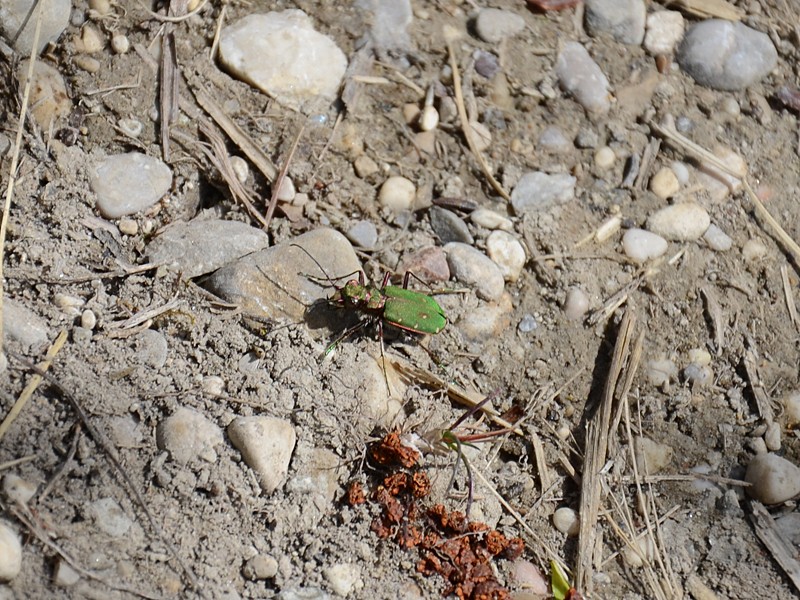 Cicindela campestris