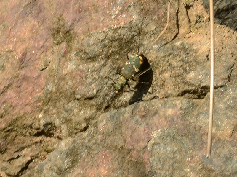 Cicindela hybrida